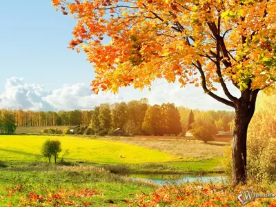 Скачать обои Осень золотая (Природа, Осень, Дерево) для рабочего стола  1024х768 (4:3) бесплатно, Фото Осень золотая Природа, Осень, Дерево на рабочий  стол. | WPAPERS.RU (Wallpapers).