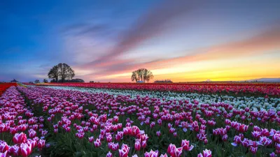 Картинки вечер, Поле, деревья, цветы, тюльпаны, разноцветные - обои 1366x768,  картинка №66866