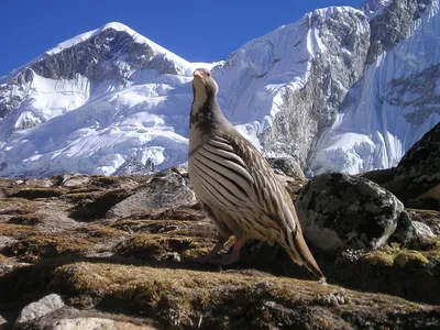 картинки : пустыня, гора, горный хребет, хищная птица, Непал, Стервятник,  Кондор, Гималаи 2048x1536 - - 1160845 - красивые картинки - PxHere