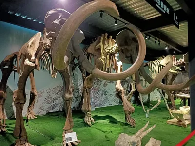 Раскопки и опыты для детей Динозавры с песком 3d скелет. Набор опытов и  экспериментов. Игрушка для девочек и мальчиков от 3 до 11 лет - купить с  доставкой по выгодным ценам в