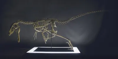 🦖 Лучшие STL-файлы динозавров для изготовления на 3D-принтере — 179  конструкции・Cults