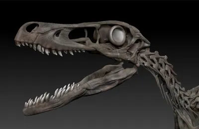 Конструктор Balody 3D из миниблоков Динозавр Трицератопс, 1737 элементов -  BA16251 - купить с доставкой по выгодным ценам в интернет-магазине OZON  (804942800)