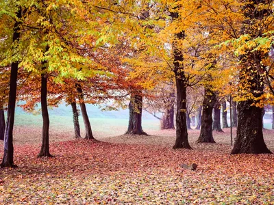 Скачать 1600x1200 осень, парк, деревья, листва обои, картинки стандарт 4:3
