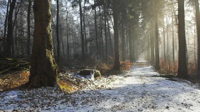 Картинки природа, осень, дорога, снег, деревья, пень, лес, свет, лучи, 4к -  обои 2560x1440, картинка №212667