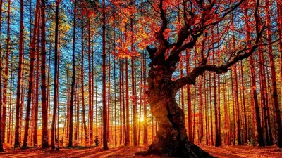 Красивая природа осень - фото и картинки: 59 штук