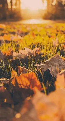 Скачать Осень Живые Обои (фоны и темы) APK для Android