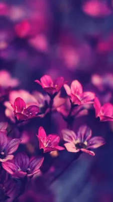 Обои цветы, flowers, purple, 4k, Природа #16056 - Страница 4