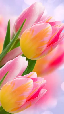 Обои цветы, тюльпаны, flowers, tulips, 4k, Природа #17827 - Страница 4