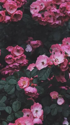 Обои цветок, Роза, растение, ботаники, лист для iPhone 6S+/7+/8+ бесплатно,  заставка 1080x1920 - скачать картинки и фото