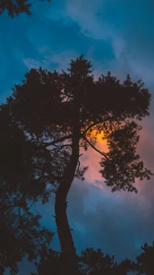 640x1136 Дерево, ночь, закат, небо обои iPhone 5S, 5C, 5 | Sun wallpaper hd,  Beautiful images nature, Nature wallpaper