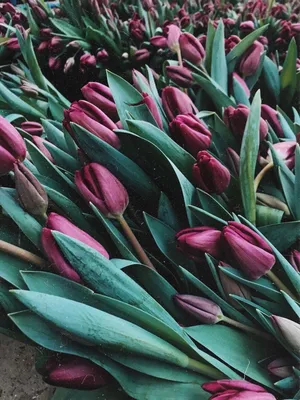 ОБОИ НА ТЕЛЕФОН | Pretty flowers, Tulips, Plants