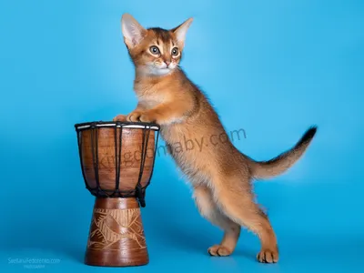 Характер и поведение абиссинской кошки