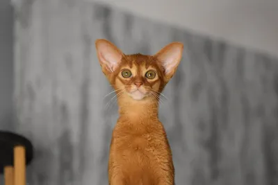 Продажа котенка абиссинской кошки в Санкт-Петербурге возрастом 3.5 месяца  за 55000 руб. - Питомники кошек