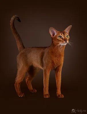Абиссинская кошка — Abyssinian cat, ABY, Shorthair | Котомир