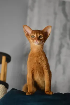 ZOO Рай - Характер: Абиссинская кошка отличается интеллектуальным и живым  темпераментом. Их отличительной чертой является любопытство. Они легко  обучаются и быстро усваивают правила поведения в доме. Абиссинские кошки  обычно очень ориентированы на