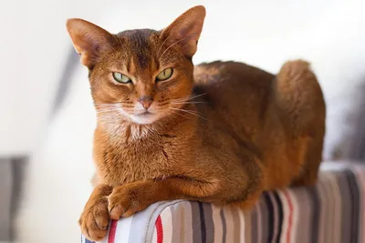 Абиссинская кошка: описание породы, характер, фото и стоимость котят