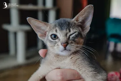 Абиссинская кошка: портал для владельцев домашних животных PetCare.ua