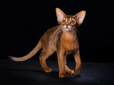 Абиссинская кошка - порода, фото и характер | Окрасы и стандарты | Pet-Yes