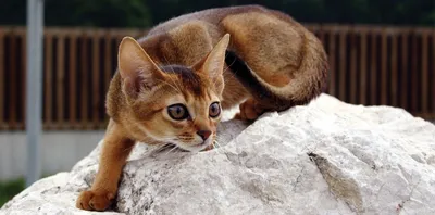 Абиссинская кошка: характеристика породы и правила ухода