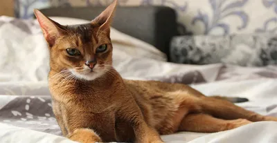 Солнечный кот», или все про здоровье абиссинской кошки - статьи о  ветеринарии «Свой Доктор»