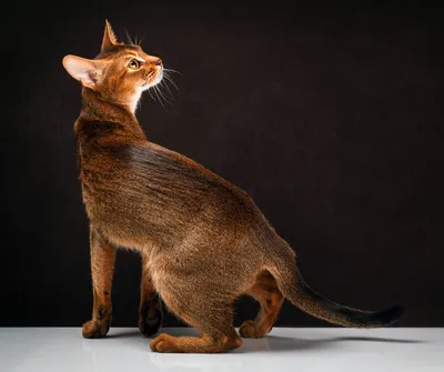 Абиссинская кошка - описание породы кошек: характер, особенности поведения,  размер, отзывы и фото - Питомцы Mail.ru