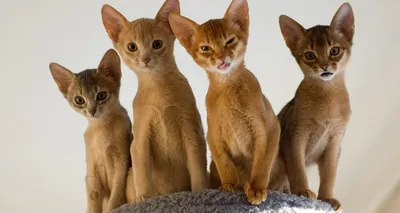Чем кормить абиссинскую кошку - питание абиссинских котят