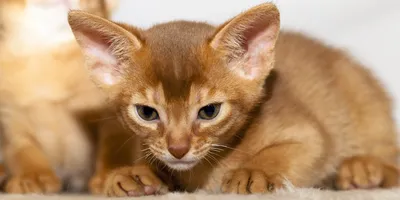 Фотографии абиссинских кошек: красивые и очаровательные | Абиссинская кошка  Фото №20573 скачать