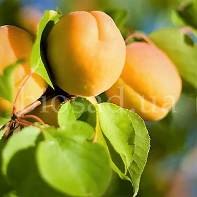 Купить абрикос замороженный с доставкой по Харькову и области в  интернет-магазине Заморозка24