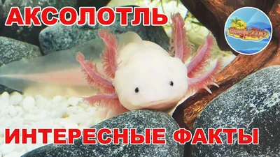 Аксолотль 🦎 (Axolotl, Ambystoma mexicanum): содержание, виды ,  совместимость, размножение, фото-видео обзор - AQA.wiki