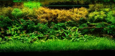 Аквариумные растения – купить живые аквариумные растения в Москве