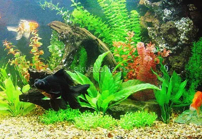 Искусственные растения и крупные золотые рыбы в Juwel Rio 450. Магазин  аквариумов Акватория