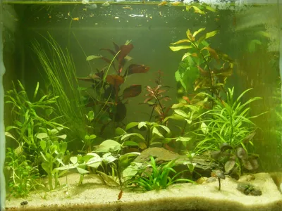 Аквариумные растения набором 12 видов. Живые аквариумные растения. - купить  с доставкой по выгодным ценам в интернет-магазине OZON (677784762)