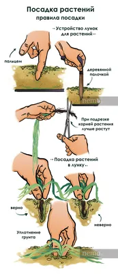 Аквариумные растения Украина | Zaporizhia