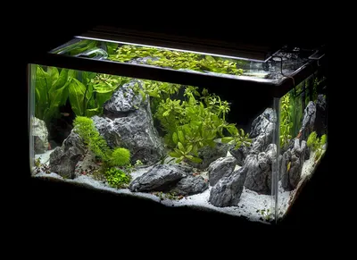 Цветущие аквариумные растения. | Аквариум VanBiz | Дзен