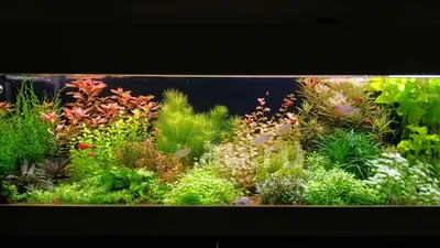 Аквариумные растения, реалистичный Лотос, подводный Ландшафтный орнамент,  аквариумные аксессуары для рыб, креветок, новинка | AliExpress