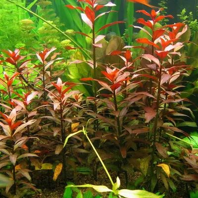 Искусственные аквариумные растения 40 см Yana.vi 122451704 купить за 539 ₽  в интернет-магазине Wildberries