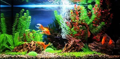 Аквариумные растения, лужайка, украшение для аквариума, фон для фотографий,  украшение для аквариума | AliExpress