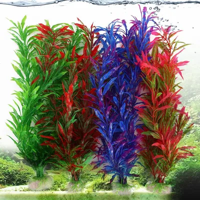 Стаурогин репенс (Staurogyne Repens) — Купить аквариумные растения в Москве  | Интернет-магазин «Florariumplants»