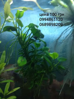 Растение для аквариума, аквариумное растение, Аквариумные растения, Декор  для аквариума -4379550069