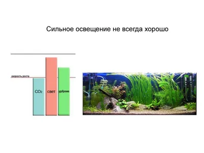 Аквариумные растения: виды и уход за растениями в аквариуме | Блог  зоомагазина Zootovary.com
