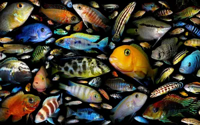 Скачать обои рыбки, рыбы, постер, аквариумные рыбки, семейство цихлидовых  разрешение 1680x1050 #101598