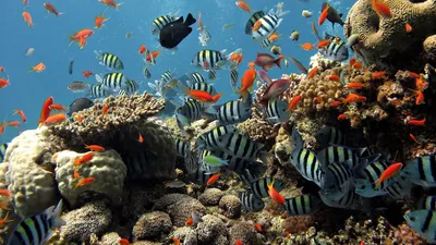 🐠 Красивые рыбки в аквариуме - YouTube