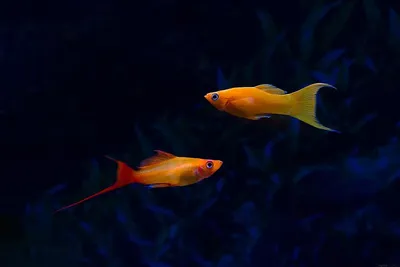 Обои рыбки - 56 фото