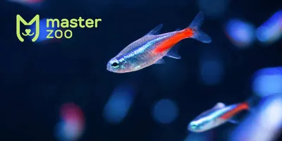 Aquarium Fish Live Wallpaper для Android — Скачать