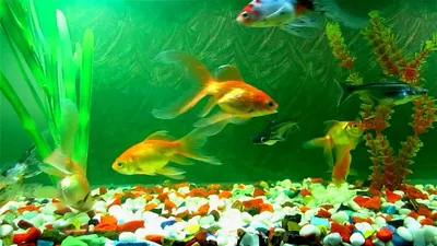 Обои на рабочий стол Золотая рыбка в аквариуме на берегу моря, обои для  рабочего стола, скачать обои, обои бесплатно