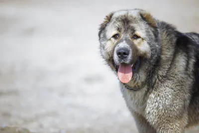 Среднеазиатская овчарка (алабай, САО) - это отличная служебная и сторожевая  собака