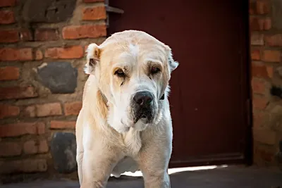 Собака Алабай Среднеазиатская - Бесплатное фото на Pixabay - Pixabay