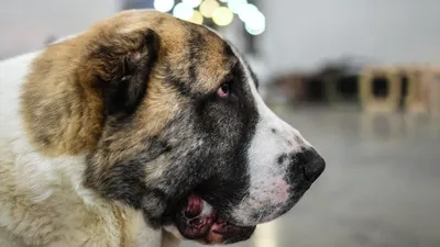 Пропала собака Алабай, белый окрас, Кемерово | Pet911.ru