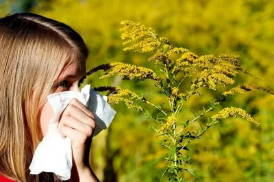 Осенняя аллергия - диагностика, лечение, профилактика | Ultra
