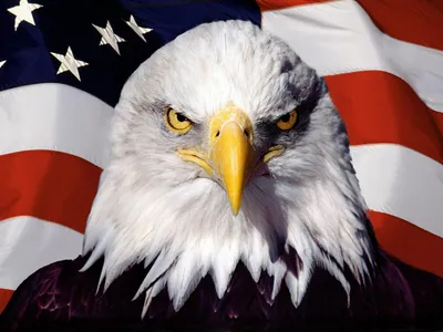 красный американский флаг и абстрактный фон патриотизма сша или обои  Стоковое Изображение - изображение насчитывающей независимость, покрашено:  219324587